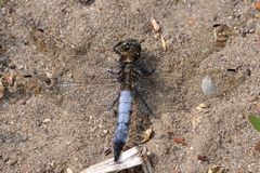 Orthetrum cancellatum